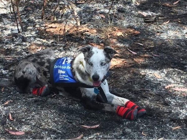 Oso, el perro abandonado que rescata koalas de los incendios