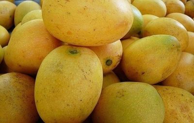 Festival Gastronómico del Mango inicia este sábado