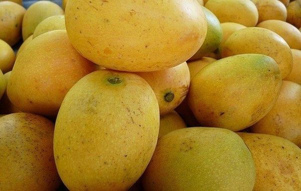 Festival Gastronómico del Mango inicia este sábado
