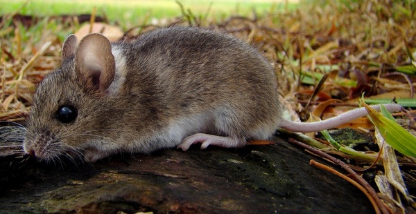 LOS PELIGROS DEL HANTAVIRUS EN EL CHACO PARAGUAYO