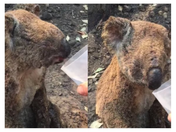 Australia: Hospital intenta salvar a los koalas de la extinción