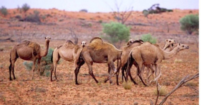 Sacrificarán 10 mil camellos por “sedientos”