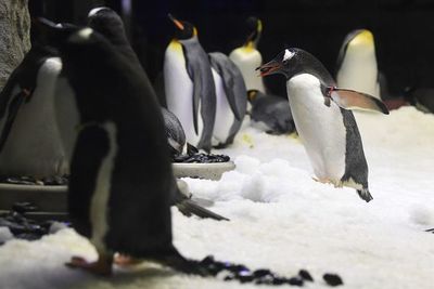 Expectativa de vida del pingüino de Galápagos es mayor a la que se pensaba - Mascotas - ABC Color
