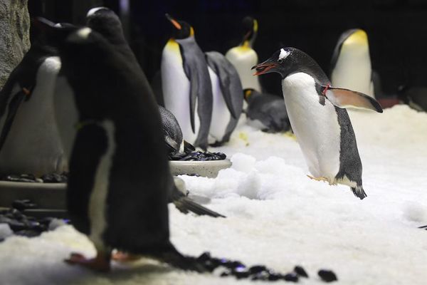 Expectativa de vida del pingüino de Galápagos es mayor a la que se pensaba  - Mascotas - ABC Color