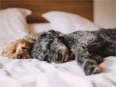 Personas pueden sufrir alteraciones si tratan a mascotas como hijos