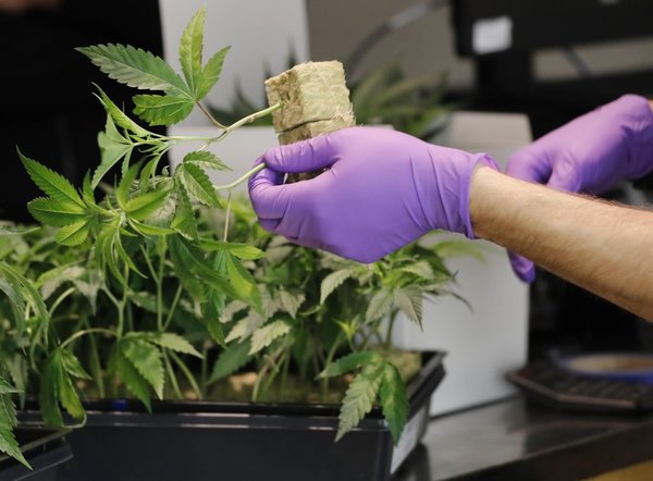 Licencias de cannabis se otorgarían en febrero