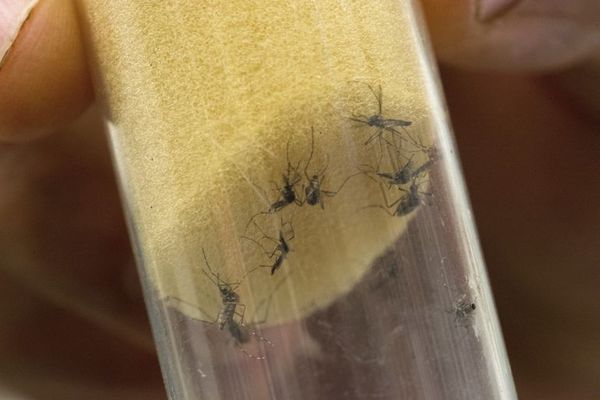 Un centro alemán descubre cientos de nuevos virus transmitidos por insectos - Ciencia - ABC Color