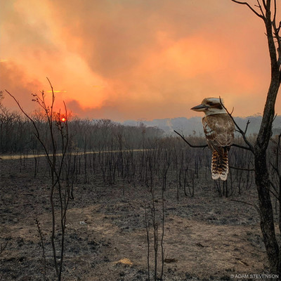 El fuego no da tregua en Australia y el número de animales muertos sube