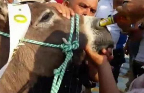 Mujer obligó a un burro a 'beber' cerveza por la nariz como premio por ganar una carrera - SNT