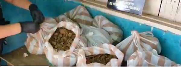 Incautan varias bolsas de drogas en barrio Ricardo Brugada | Noticias Paraguay