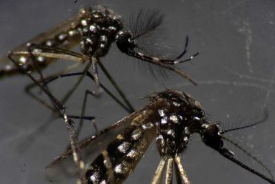Drones y helicópteros para combatir al dengue - Nacionales - ABC Color
