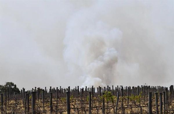 Incendios podrían incidir en precio de la soja