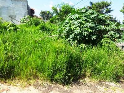 Matorral en terreno del director de Obras •