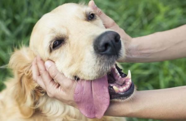 La muerte de tu perro puede ser tan dolorosa como perder a un familiar - SNT