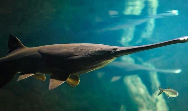 El "pez remo gigante chino", la primera especie declarada en extinción en el 2020 - ADN Paraguayo