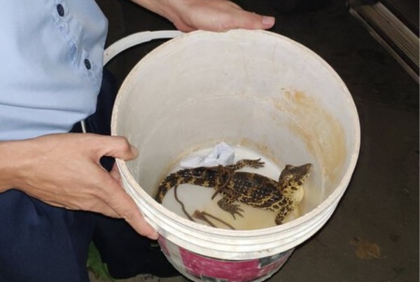 ¡A su hábitat! Policía rescata a un yacare’i y ahora lo llevan al Botánico