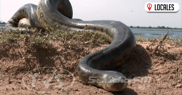 Una anaconda amarilla apareció en las playas del río Paraná