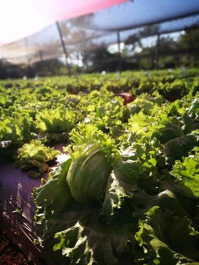 Investigadores paraguayos publican artículo tras investigaciones sobre variedades locales de lechuga | .::Agencia IP::.