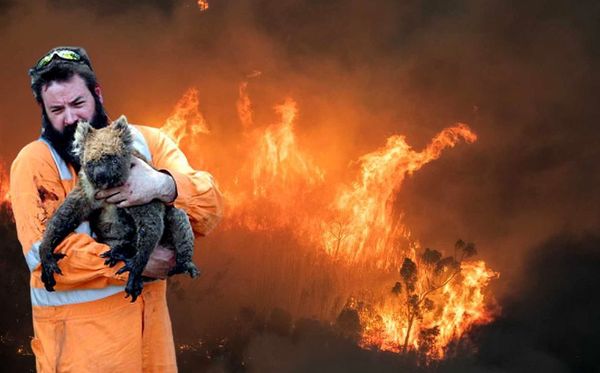 Aumentan a mil millones los animales muertos en Australia por incendios - ADN Paraguayo