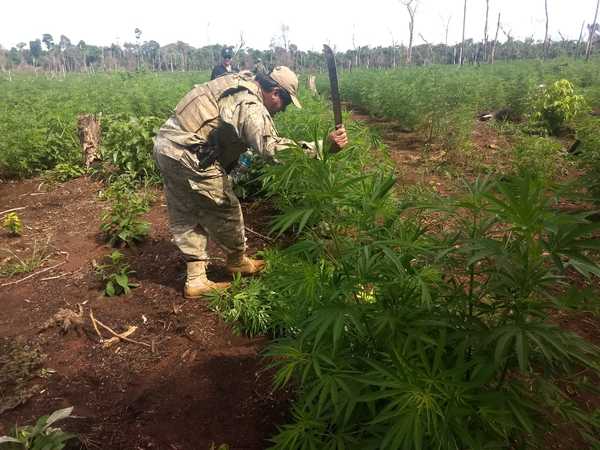 SENAD y FTC anularon más de 78 toneladas de marihuana en Yby Yaú