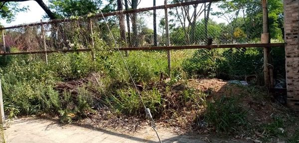 ¿Dónde denunciar patios baldíos? - Nacionales - ABC Color