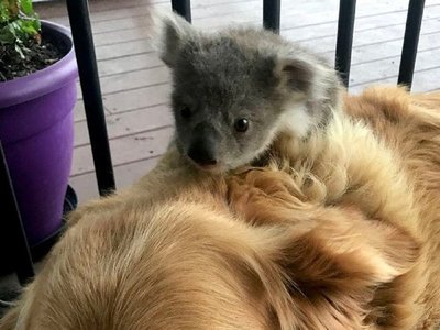 Una perrita salva a un koala en Australia