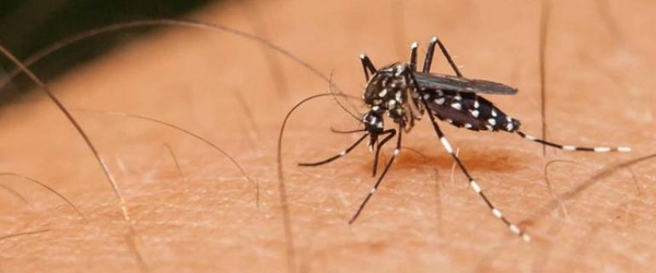 HOY / Diabetes más dengue, mezcla de alto riesgo: pacientes deben redoblar cuidados