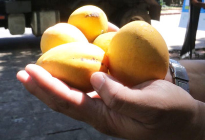 Festival Gastronómico del Mango inicia este sábado
