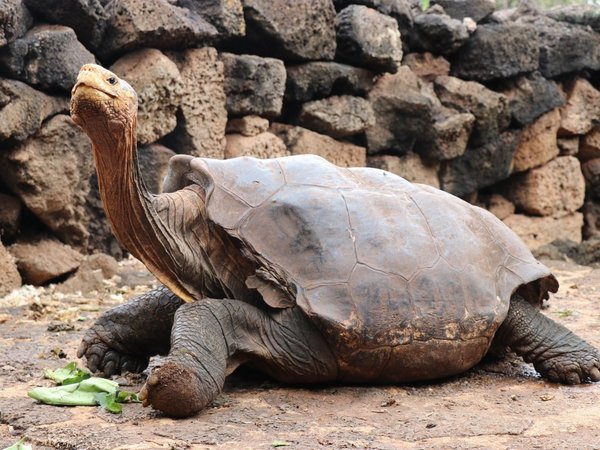 Diego, la tortuga que tuvo 800 crías y ayudó a salvar su especie en Galápagos