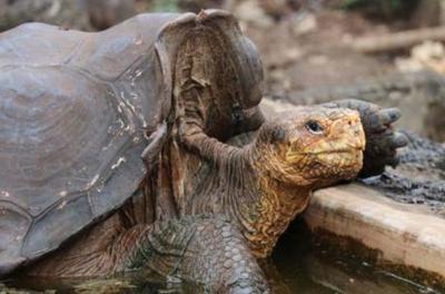 Diego, la tortuga que tuvo 800 crías y ayudó a salvar su especie en Galápagos » Ñanduti