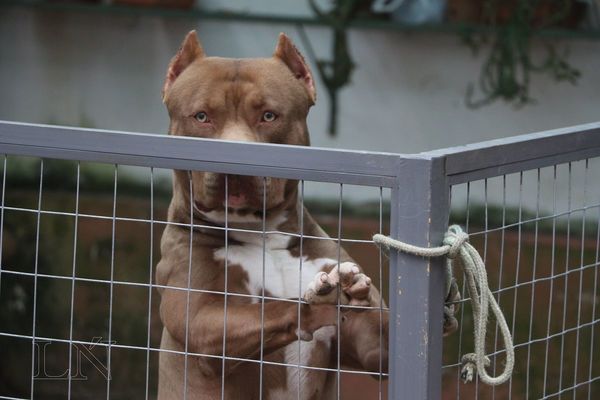 Proyecto de tenencia responsable de perros fuertes busca prevenir abandonos