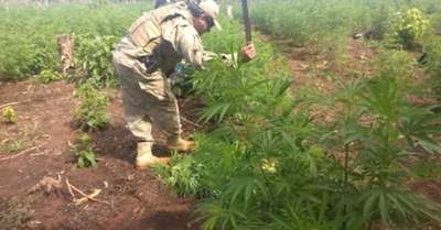Narcos pierden dineral en la guerra antidroga