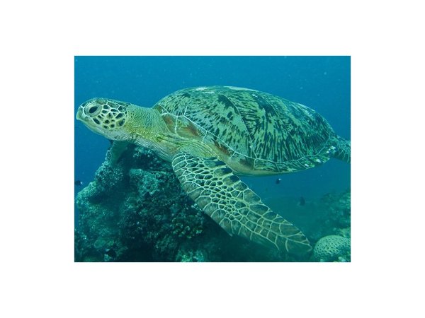 293 tortugas murieron en Pacífico luego de ingerir algas tóxicas