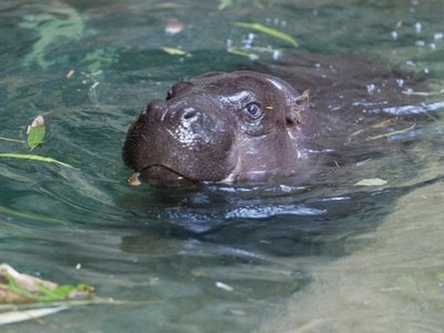 Nace cría de hipopótamo pigmeo en Chile