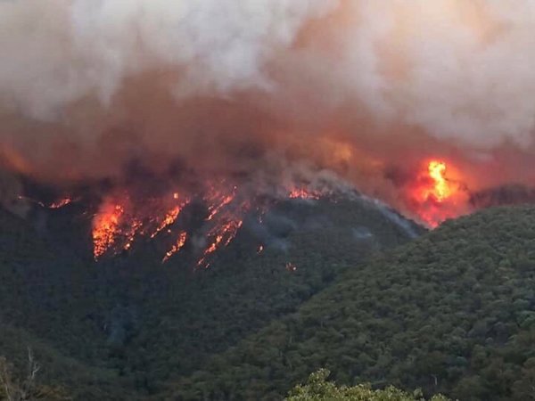 Artistas y deportistas hacen millonarios donativos por incendios en Australia