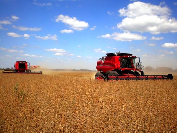 Argentina compraría el 70% del grano local en este 2020, señalan