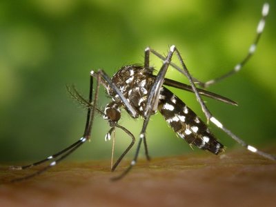 Dengue y diabetes, una combinación que puede ser fatal