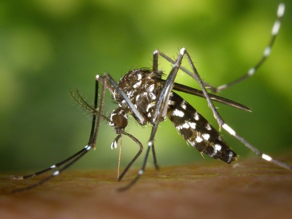 Dengue y diabetes, una combinación que puede ser fatal