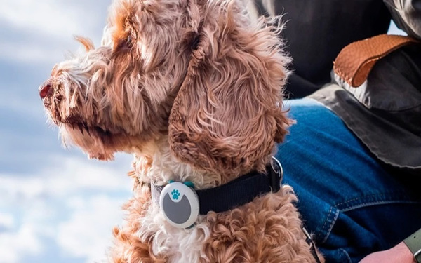 Dispositivo para medir el ánimo y el estado de salud de tu perro