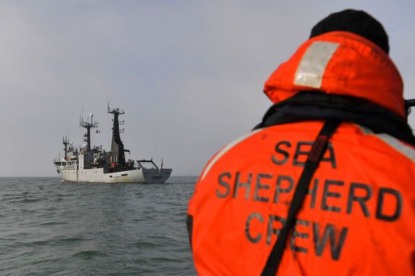 Los delfines, víctimas colaterales de la pesca en el golfo de Vizcaya