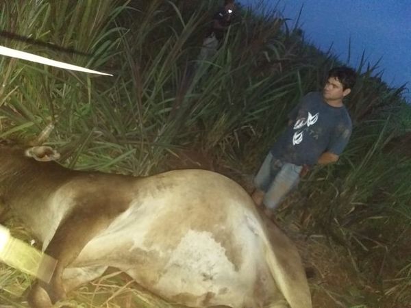 Detienen a sospechoso de abigeato en Concepción - Nacionales - ABC Color