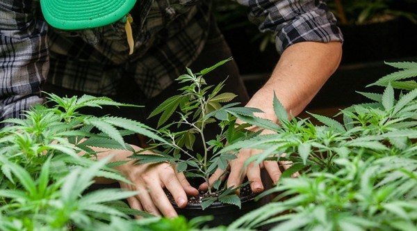 Agroindustriales piden igualdad de condiciones para importar cáñamo - ADN Paraguayo