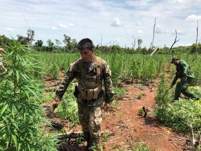 Anulan centro de producción y acopio de marihuana en Amambay