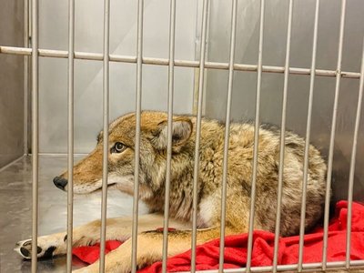 Los ataques de coyotes preocupan en Chicago