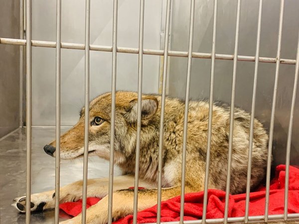 Los ataques de coyotes preocupan en Chicago