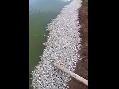 Pobladores de Irala Fernández aguardan resultados por mortandad de peces