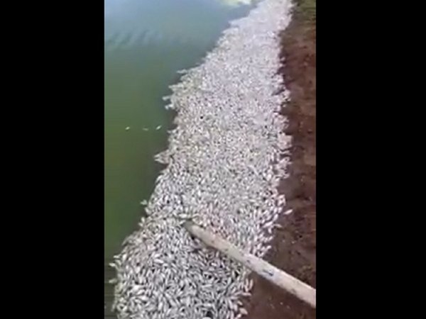 Pobladores de Irala Fernández aguardan resultados por mortandad de peces