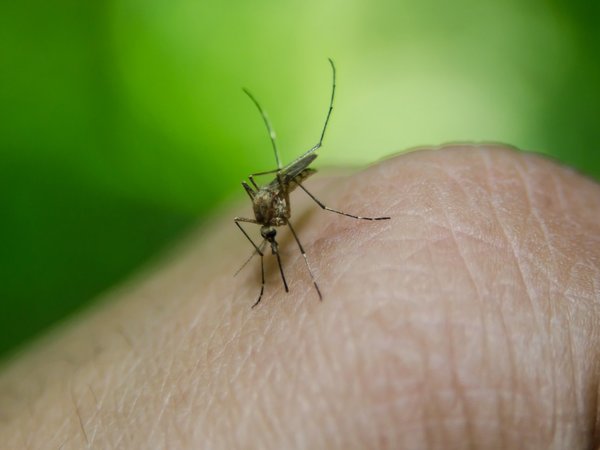 Centro alemán descubre cientos de nuevos virus transmitidos por insectos