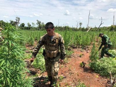 Anulan centro de producción y acopio de marihuana en Amambay - Interior - ABC Color