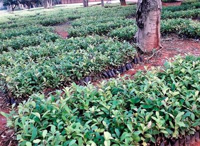 Contrabando de yerba canchada, una amenaza - Economía - ABC Color